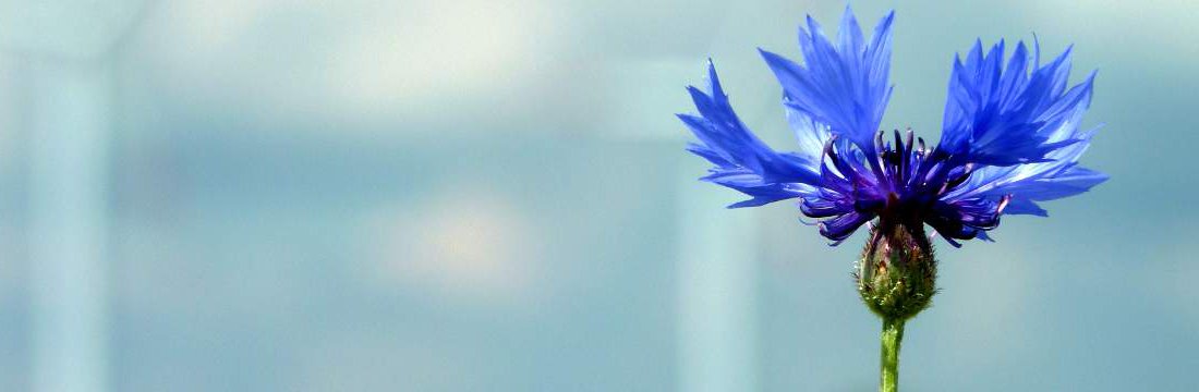 Kornblume