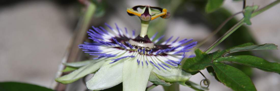 Passiflora